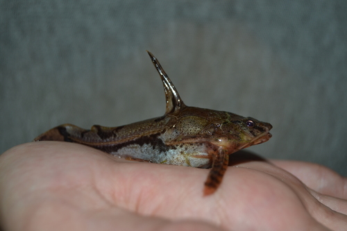 Amblydoras nauticus