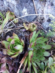 Sempervivum caucasicum