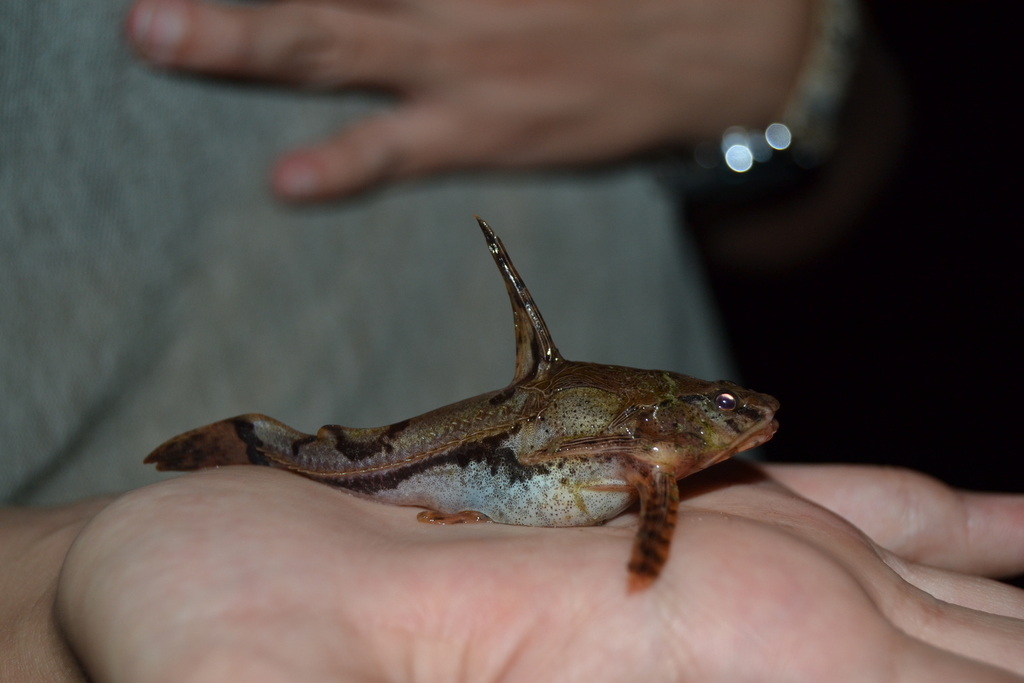 Marbled Talking Catfish