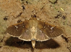 Microthyris