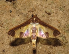 Cryptographis nitidalis