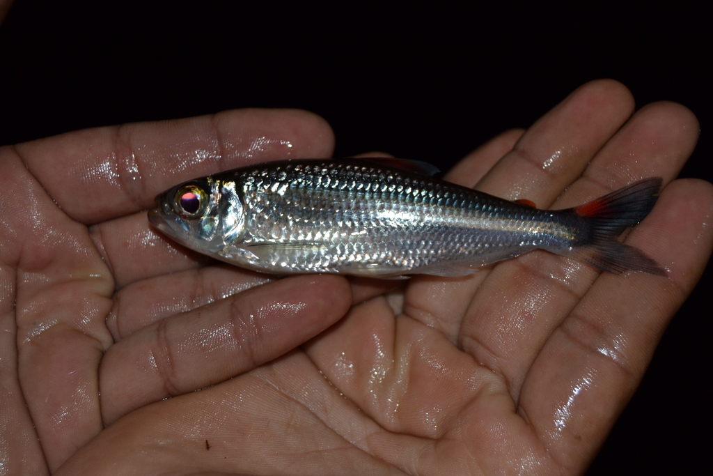 Giacopini's bryconops (Bryconops giacopinii) — Iguanodectidae