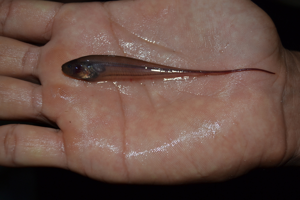 Longtail knifefish
