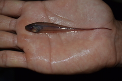 Longtail Knifefish photo 2
