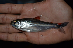 Bryconops giacopinii