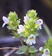 Euphrasia maximowiczii