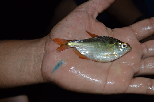 Genus Ctenobrycon · iNaturalist