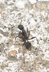 Aphaenogaster senilis