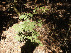 Cupaniopsis tomentella