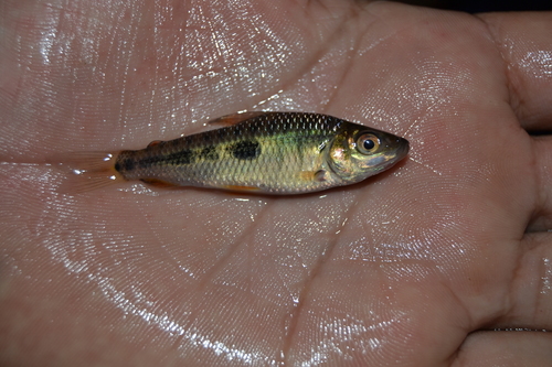 Leporinus moralesi