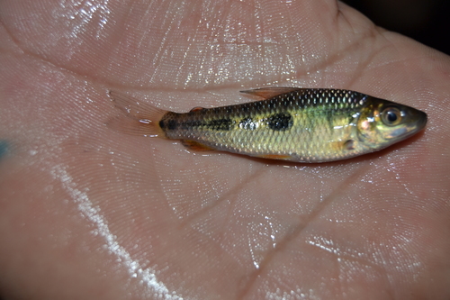 Leporinus moralesi