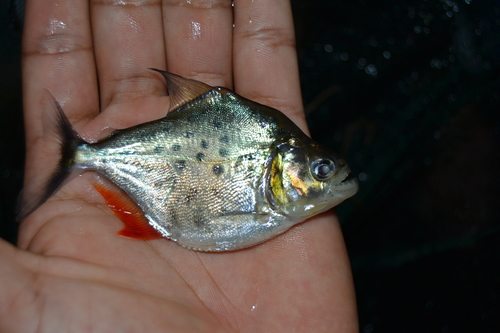 Serrasalmus eigenmanni