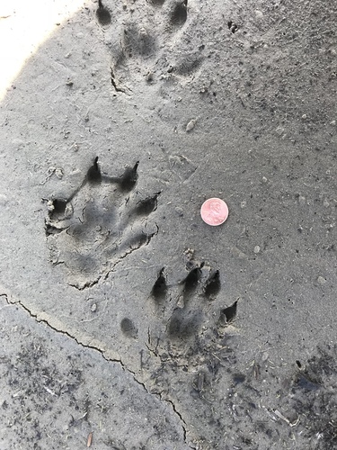 North American River Otter photographed in Texas