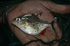 Serrasalmus maculatus