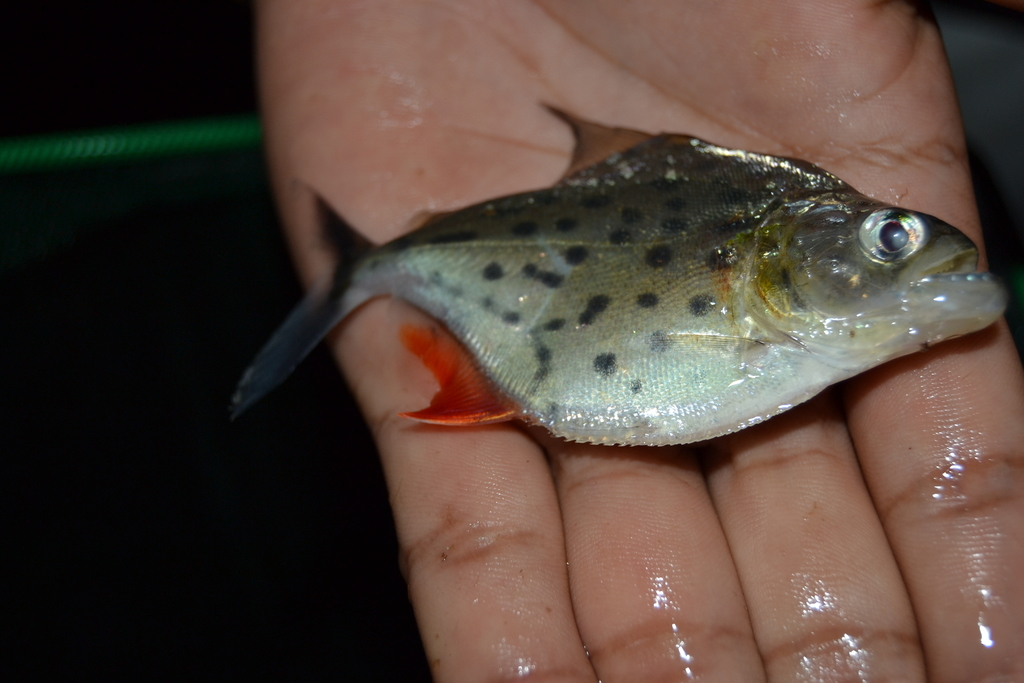 Eigenmann's piranha (Serrasalmus eigenmanni) — Serrasalmidae