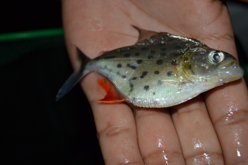 Eigenmann's piranha (Serrasalmus eigenmanni) — Serrasalmidae