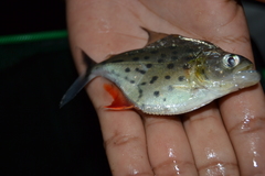 Serrasalmus maculatus