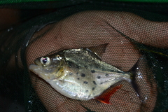 Serrasalmus maculatus