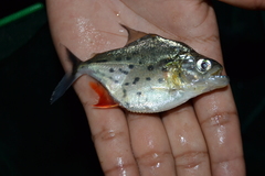 Serrasalmus maculatus