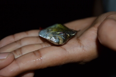 Serrasalmus maculatus