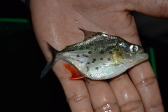 Serrasalmus maculatus