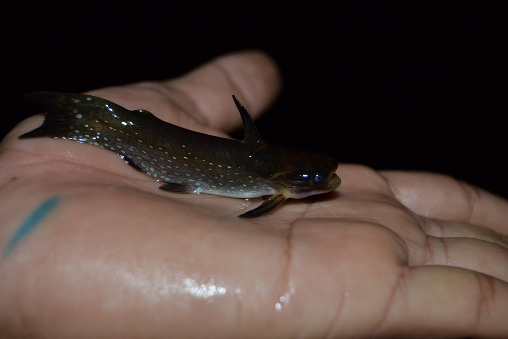 Zamora woodcat (Auchenipterichthys thoracatus) — Auchenipteridae