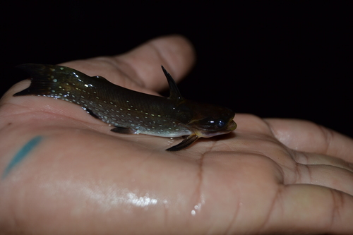 Auchenipterichthys thoracatus