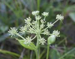 Angelica decursiva