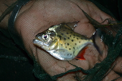 Serrasalmus maculatus