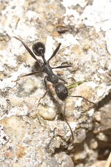 Aphaenogaster senilis