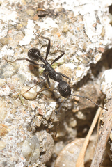 Aphaenogaster senilis