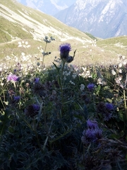 Cirsium pugnax