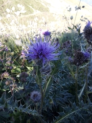 Cirsium pugnax