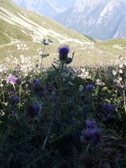Cirsium pugnax