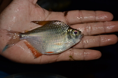 Dollar Tetra photo 5