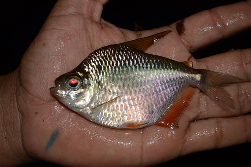 Genus Tetragonopterus · iNaturalist