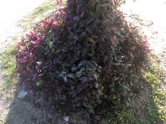 Tradescantia zebrina