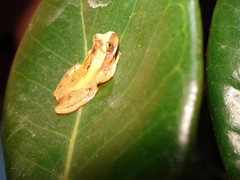 Dendropsophus werneri