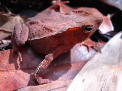 Rhinella hoogmoedi