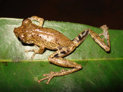 Scinax littoralis