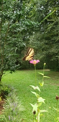 Papilio glaucus