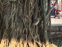 Aves