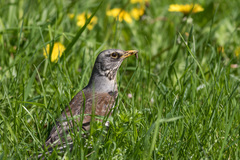 Turdus pilaris
