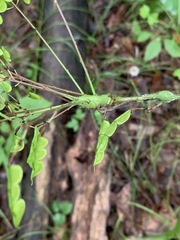 Neolasioptera desmodii