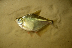 Dollar Tetra photo 4