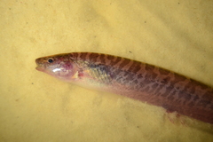 Brachyhypopomus