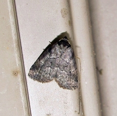 Hyperstrotia pervertens