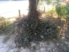 Tradescantia zebrina