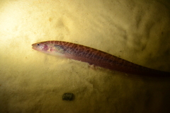 Brachyhypopomus