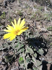 Arctotheca prostrata